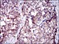 SERPINA7 Antibody